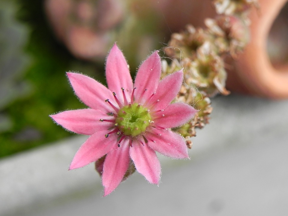 Neo Stella R002265B 98734077