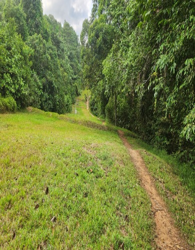 KT TAN R053878J 88281688