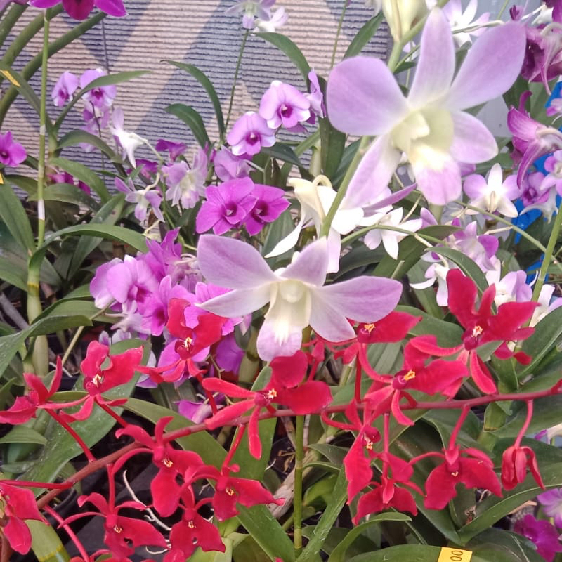 Kelly Yin R023709H 93880990