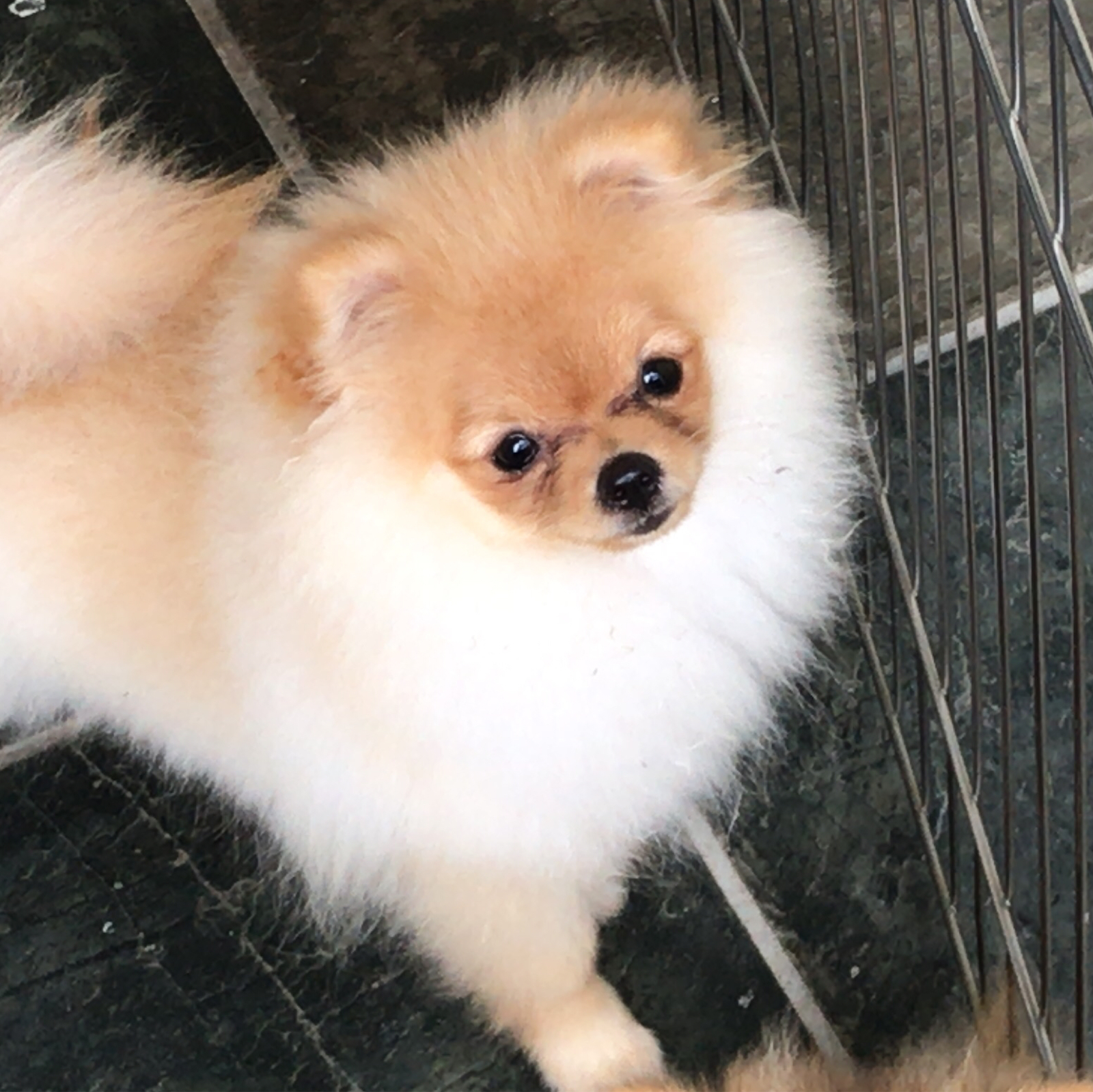 Ken o R019080F 90702249