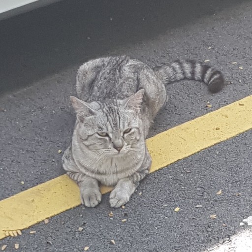 符大人 R053372Z 98269966