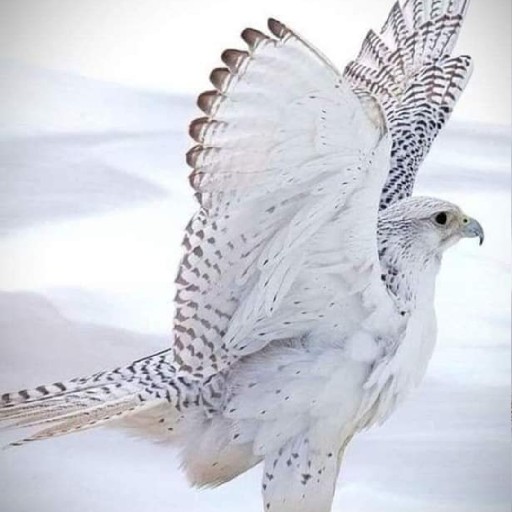 JJYY R000227I 96836736