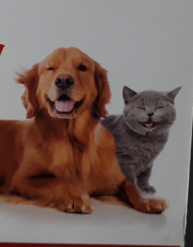 Dog or Cat R022435B 91111111