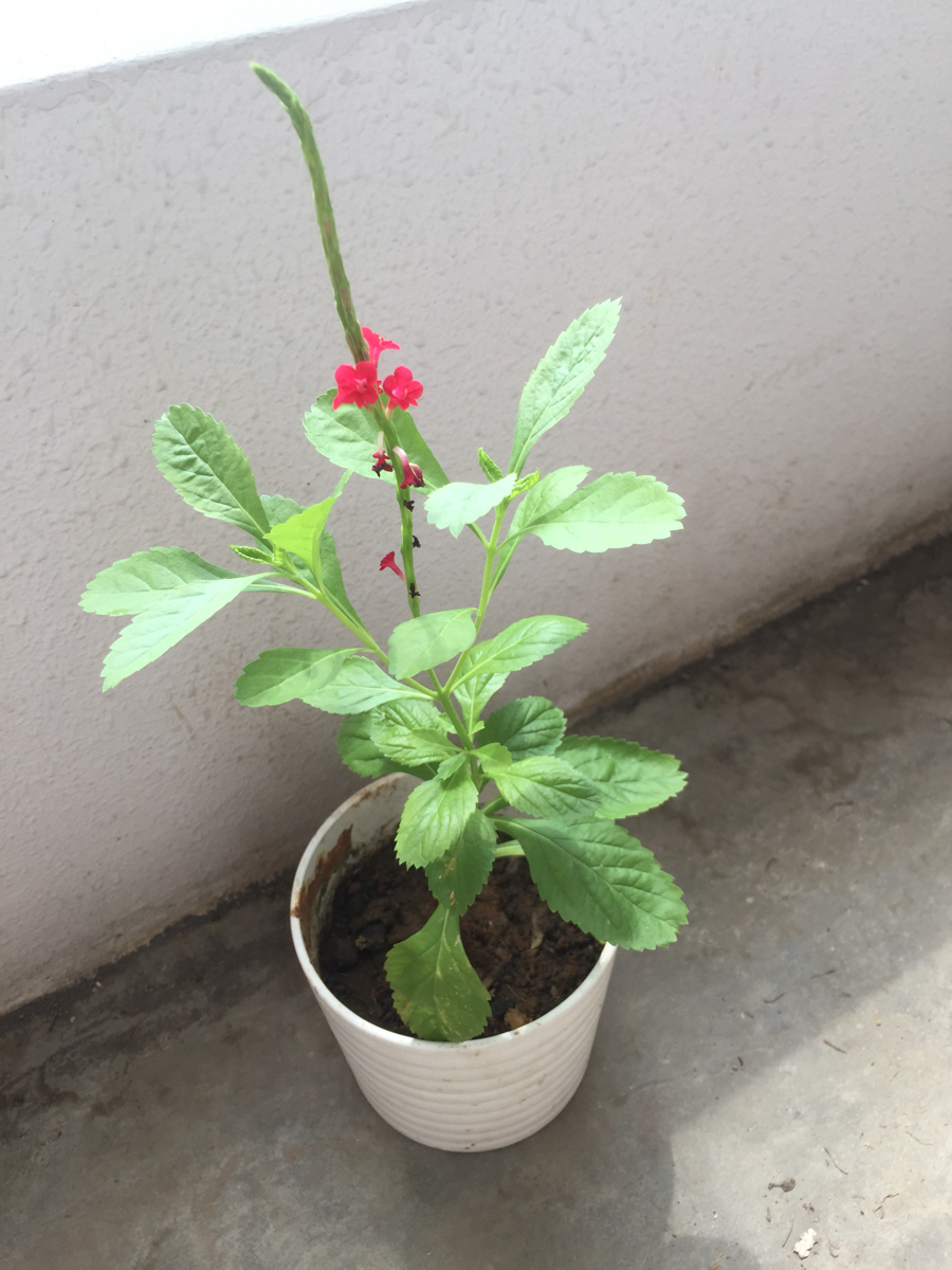 Iris Liew P001970H 98003138